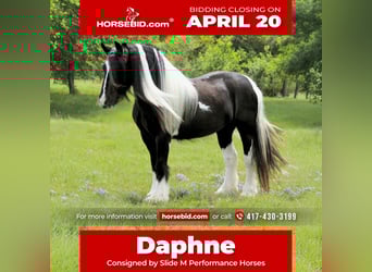 Gypsy Horse, Mare, 5 years, 13,3 hh, Pinto