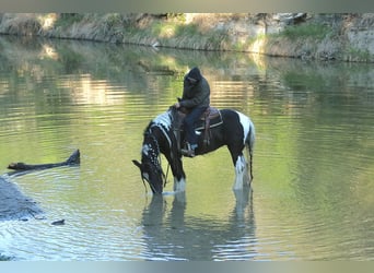 Gypsy Horse, Mare, 5 years, 13,3 hh, Pinto
