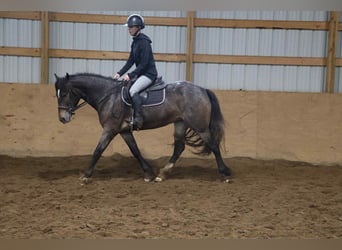 Gypsy Horse, Mare, 5 years, 14.1 hh, Bay