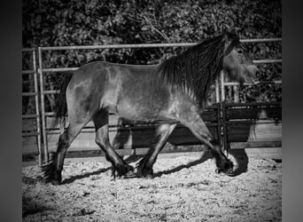 Gypsy Horse, Mare, 5 years, 14.1 hh, Bay
