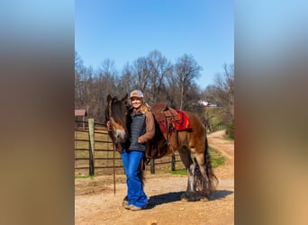 Gypsy Horse, Mare, 5 years, 14.1 hh, Bay