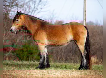 Gypsy Horse, Mare, 5 years, 14.1 hh, Bay