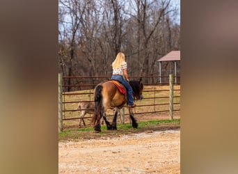 Gypsy Horse, Mare, 5 years, 14.1 hh, Bay