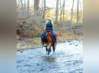 Gypsy Horse, Mare, 5 years, 14.1 hh, Bay