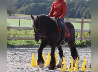 Gypsy Horse, Mare, 5 years, 14.1 hh, Black
