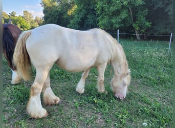 Gypsy Horse, Mare, 5 years, 14.1 hh