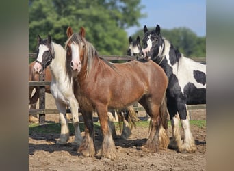 Gypsy Horse, Mare, 5 years, 14,1 hh, Chestnut-Red