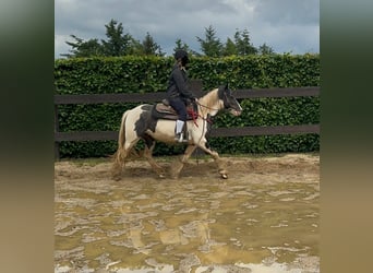 Gypsy Horse, Mare, 5 years, 14,1 hh, Pinto