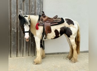 Gypsy Horse, Mare, 5 years, 14,1 hh, Pinto