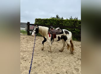 Tinker, Stute, 5 Jahre, 14,1 hh, Schecke