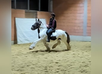 Gypsy Horse, Mare, 5 years, 14,1 hh, Pinto