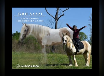 Gypsy Horse, Mare, 5 years, 14.1 hh, Tobiano-all-colors
