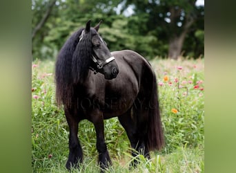 Gypsy Horse, Mare, 5 years, 14.2 hh, Black
