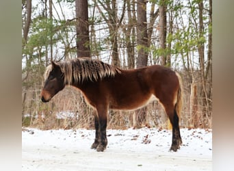 Gypsy Horse, Mare, 5 years, 14.2 hh, Brown