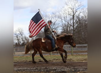 Gypsy Horse, Mare, 5 years, 14.2 hh, Brown