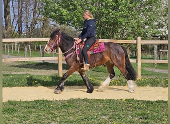Gypsy Horse, Mare, 5 years, 14.2 hh, Brown