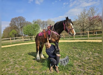 Gypsy Horse, Mare, 5 years, 14.2 hh, Brown