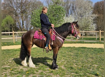 Gypsy Horse, Mare, 5 years, 14.2 hh, Brown