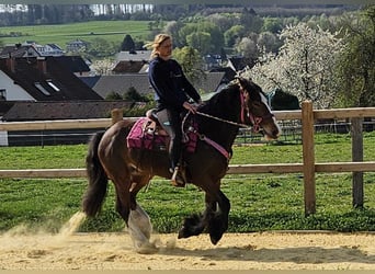 Gypsy Horse, Mare, 5 years, 14.2 hh, Brown