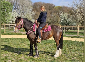 Gypsy Horse, Mare, 5 years, 14.2 hh, Brown