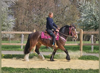 Gypsy Horse, Mare, 5 years, 14.2 hh, Brown