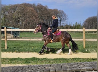 Gypsy Horse, Mare, 5 years, 14.2 hh, Brown