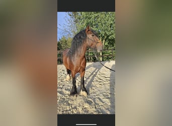 Gypsy Horse, Mare, 5 years, 14.2 hh, Brown