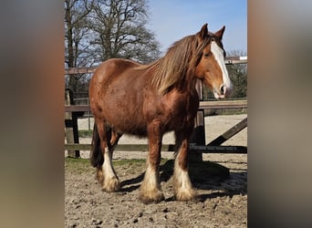 Gypsy Horse, Mare, 5 years, 14.2 hh, Chestnut-Red