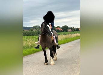 Tinker Mix, Stute, 5 Jahre, 14,2 hh, Falbe