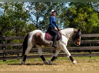 Gypsy Horse Mix, Mare, 5 years, 14.2 hh