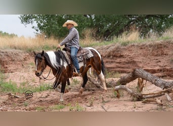 Gypsy Horse Mix, Mare, 5 years, 14.3 hh, Bay