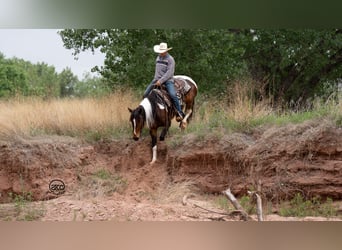 Gypsy Horse Mix, Mare, 5 years, 14.3 hh, Bay