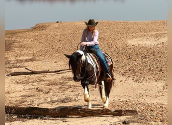 Gypsy Horse Mix, Mare, 5 years, 14.3 hh, Pinto