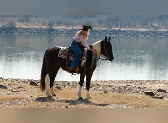 Gypsy Horse Mix, Mare, 5 years, 14.3 hh, Pinto