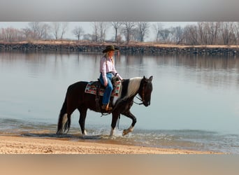 Gypsy Horse Mix, Mare, 5 years, 14.3 hh, Pinto