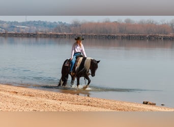 Gypsy Horse Mix, Mare, 5 years, 14.3 hh, Pinto
