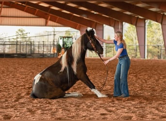Gypsy Horse Mix, Mare, 5 years, 14.3 hh, Pinto