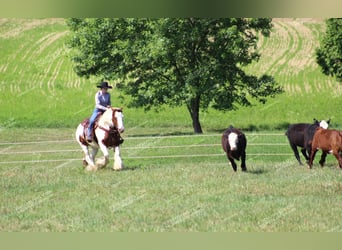 Gypsy Horse, Mare, 5 years, 14,3 hh, Pinto