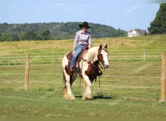 Gypsy Horse, Mare, 5 years, 14,3 hh, Pinto