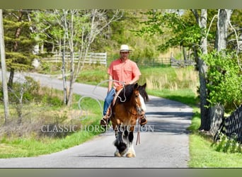 Gypsy Horse, Mare, 5 years, 14 hh, Bay