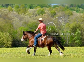 Gypsy Horse, Mare, 5 years, 14 hh, Bay
