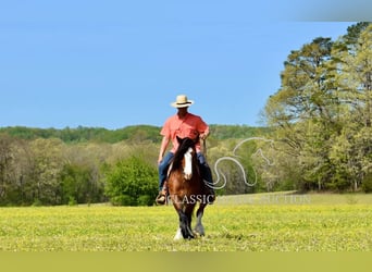 Gypsy Horse, Mare, 5 years, 14 hh, Bay