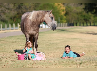 Gypsy Horse Mix, Mare, 5 years, 14 hh, Grey