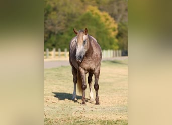 Gypsy Horse Mix, Mare, 5 years, 14 hh, Grey