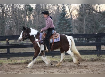 Gypsy Horse, Mare, 5 years, 14 hh, Tobiano-all-colors