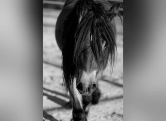 Gypsy Horse, Mare, 5 years, 14,1 hh, Bay