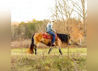 Gypsy Horse, Mare, 5 years, 14,1 hh, Bay