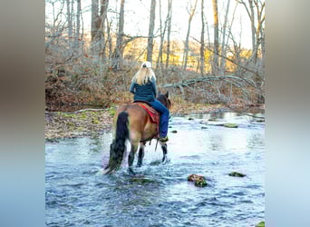 Gypsy Horse, Mare, 5 years, 14,1 hh, Bay