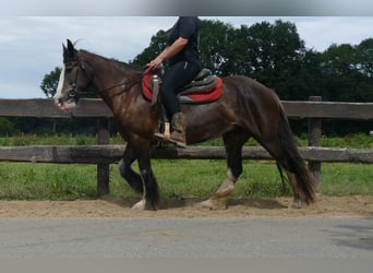 Gypsy Horse, Mare, 5 years, 14,1 hh, Black
