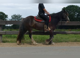 Gypsy Horse, Mare, 5 years, 14,1 hh, Black